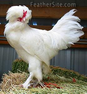 Sultan rooster Pictures, Images and Photos