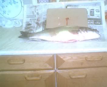 bigbass.jpg