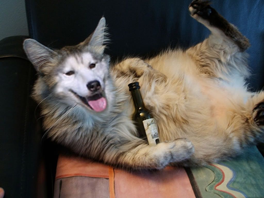 drunkcat.jpg