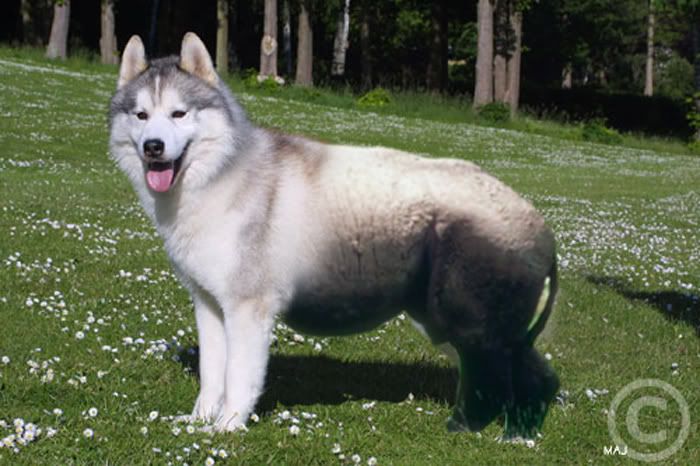 huskyorrhino.jpg