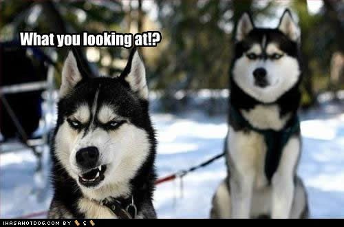 funny dogs photo: &nbsp;funny-dog-pictures-looking-at.jpg