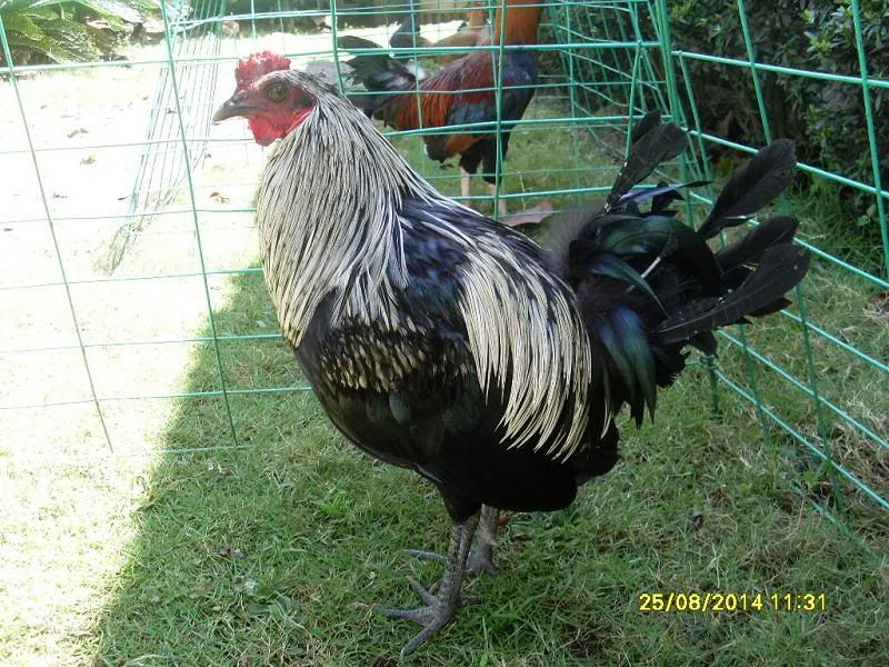 SL371678.jpg Photo by joshdel2005 | Photobucket