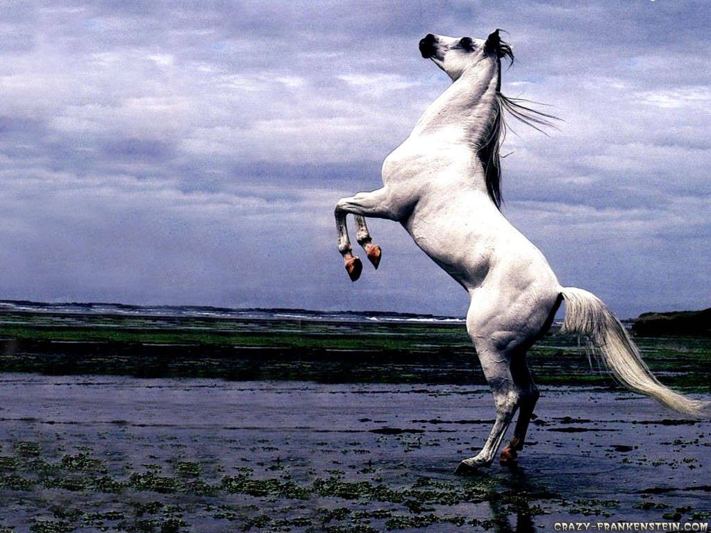 arabian-stallion.jpg