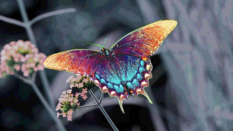 Rainbow%20butterfly.gif