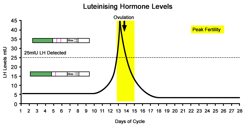 Лютеинизирующий норма у женщин. Пик лютеинизирующего гормона. Гормон ЛГ И овуляция. График лютеинизирующего гормона. График лютеинизирующего гормона в цикле.